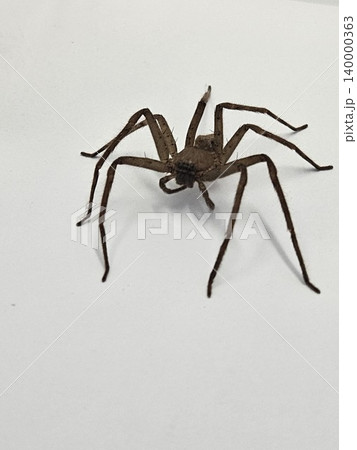 spider on white background spider on white background 140000363