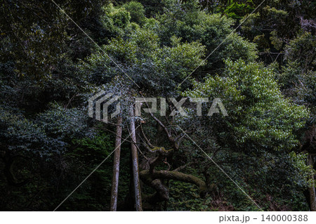 茨城県鹿嶋神宮神緑の深層 茨城県鹿嶋神宮神緑の深層 140000388