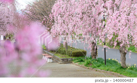 爽やかな朝　桜並木を散策する人々　しだれ桜散歩道　福島県 140000487