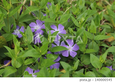 春の庭に咲く薄紫色のツルニチニチソウの花 春の庭に咲く薄紫色のツルニチニチソウの花 140000545