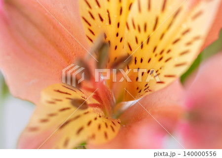 ピンクとオレンジ色のアルストロメリアの花を白背景で室内撮影28 140000556