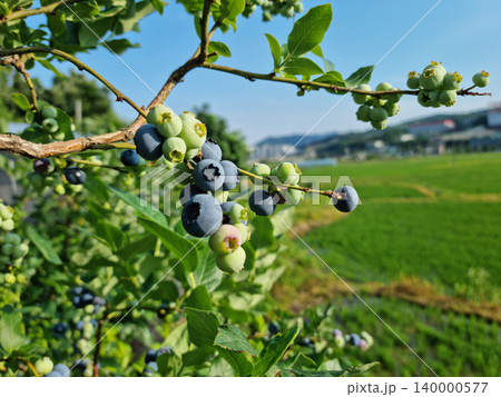 Highbush blueberry plant with fruits Highbush blueberry plant with fruits 140000577