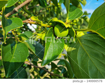 vaccinium, berry, bush, fruit, branch, summer, agriculture, growing, fruits, vegetarian, farm, ripe, organic, macro, harvest, green, blueberry, natural, abundant, nature, countryside, tree, health, le vaccinium, berry, bush, fruit, branch, summer, agriculture, growing, fruits, vegetarian, farm, ripe, organic, macro, harvest, green, blueberry, natural, abundant, nature, countryside, tree, health, le 140000578