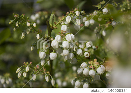 White flowers on blueberry stem 140000584