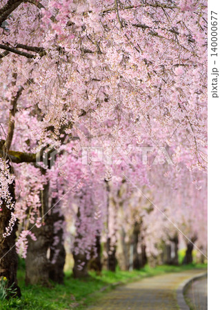 美しい朝 桜満開の日中線枝垂れ桜並木 福島県 美しい朝 桜満開の日中線枝垂れ桜並木 福島県 140000677