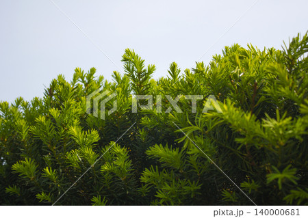 Taxus baccata close up. Green branches of yew tree(Taxus baccata, English yew Taxus baccata close up. Green branches of yew tree(Taxus baccata, English yew 140000681