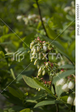 White flowers on blueberry stem White flowers on blueberry stem 140000687