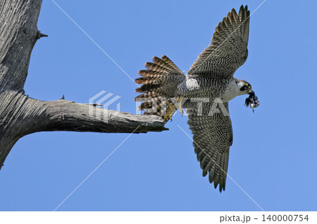 獲物を咥えて飛び出すハヤブサ 獲物を咥えて飛び出すハヤブサ 140000754