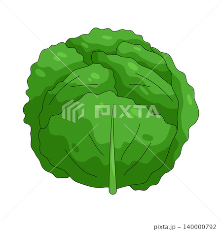Illustration of Cabbage Illustration of Cabbage 140000792