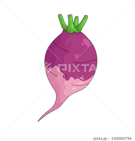 Illustration of turnip Illustration of turnip 140000794