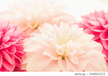 濃いピンク色と薄ピンク色のダリアの花を室内撮影56 濃いピンク色と薄ピンク色のダリアの花を室内撮影56 140001231