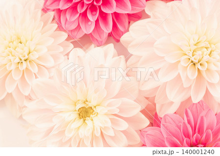 濃いピンク色と薄ピンク色のダリアの花を室内撮影70 140001240
