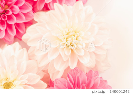 濃いピンク色と薄ピンク色のダリアの花を室内撮影72 140001242