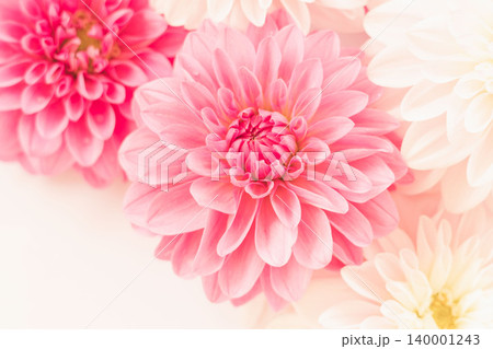 濃いピンク色と薄ピンク色のダリアの花を室内撮影74 濃いピンク色と薄ピンク色のダリアの花を室内撮影74 140001243