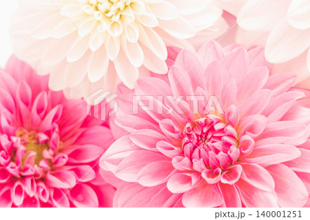 濃いピンク色と薄ピンク色のダリアの花を室内撮影84 140001251
