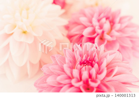濃いピンク色と薄ピンク色のダリアの花を室内撮影45 140001313