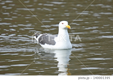 セグロカモメ 背黒鴎 Larus vegae 北海道の野鳥 セグロカモメ 背黒鴎 Larus vegae 北海道の野鳥 140001395