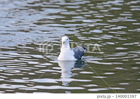セグロカモメ　背黒鴎　Larus vegae　北海道の野鳥 140001397