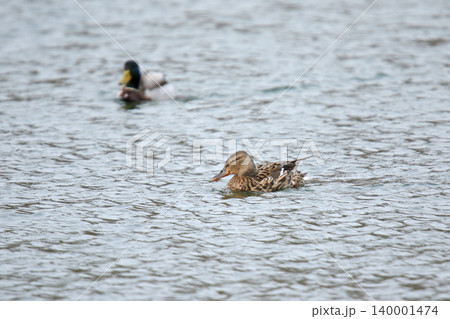 マガモのペア マガモ 真鴨 Anas platyrhynchos 北海道の野鳥 マガモのペア マガモ 真鴨 Anas platyrhynchos 北海道の野鳥 140001474