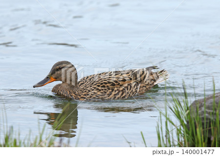 マガモ ♀ 真鴨 Anas platyrhynchos 北海道の野鳥 マガモ ♀ 真鴨 Anas platyrhynchos 北海道の野鳥 140001477
