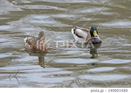 マガモのペア　マガモ　真鴨　Anas platyrhynchos　北海道の野鳥 140001480