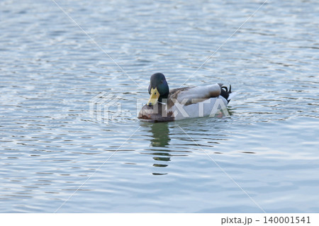 マガモ　♂　真鴨　Anas platyrhynchos　北海道の野鳥 140001541