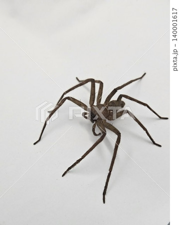 This is spider on white background This is spider on white background 140001617