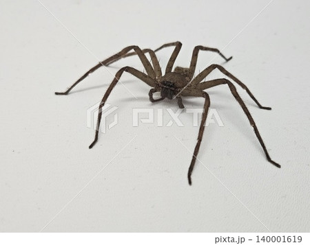 This is spider on white background This is spider on white background 140001619