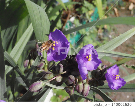 ムラサキツユクサの花にとまって仕事中のミツバチ（日ざしを浴びた紫露草と蜜蜂） 140001620