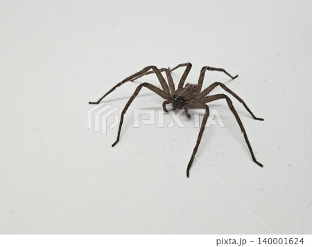 This is spider on white background 140001624