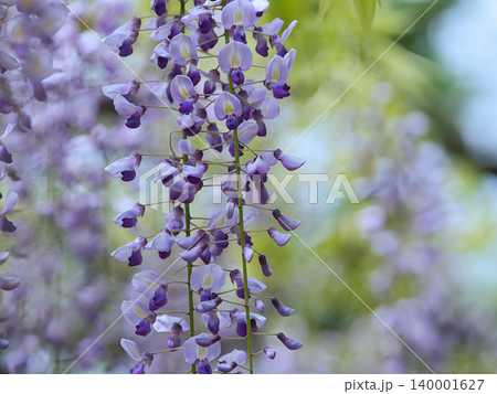 涼しそうな藤の花 涼しそうな藤の花 140001627