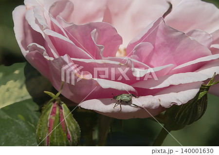 ピンク色の薔薇とコガネムシ ピンク色の薔薇とコガネムシ 140001630