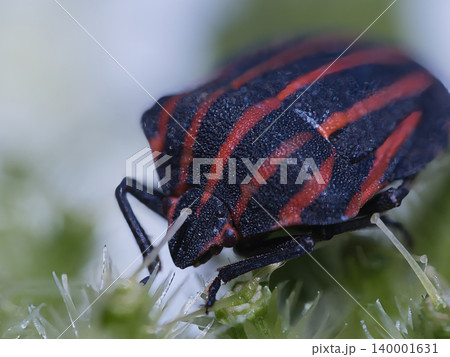 花に止まるカメムシ 花に止まるカメムシ 140001631