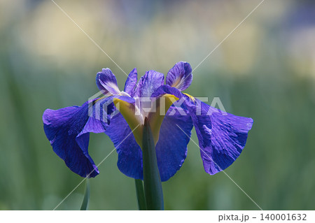 美しい花菖蒲 美しい花菖蒲 140001632