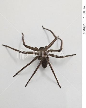 This is spider on white background This is spider on white background 140001670