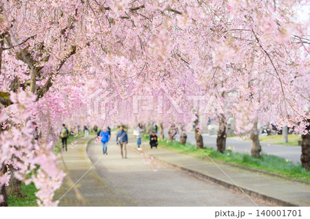 爽やかな朝 桜並木を散策する人々 しだれ桜散歩道 福島県 爽やかな朝 桜並木を散策する人々 しだれ桜散歩道 福島県 140001701
