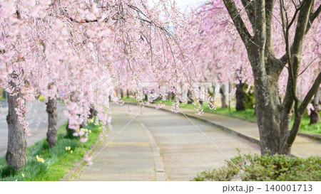 爽やかな朝を迎えた　日中線枝垂れ桜並木　福島県 140001713