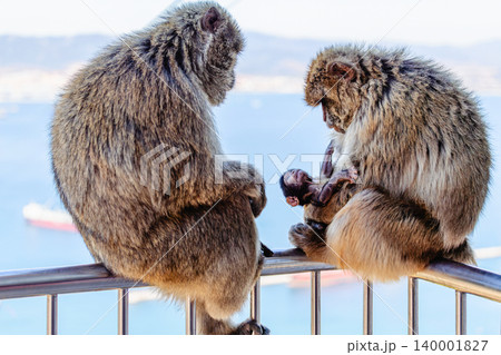 Two monkeys and their baby sit on a railing by the sea in the midday sun. Two monkeys and their baby sit on a railing by the sea in the midday sun. 140001827