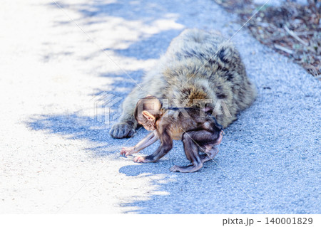 A curious young monkey plays next to its mother monkey in the wild during the daytime A curious young monkey plays next to its mother monkey in the wild during the daytime 140001829