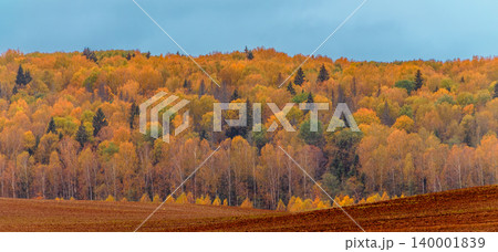 Vibrant autumn colors transition in the forest landscape Vibrant autumn colors transition in the forest landscape 140001839