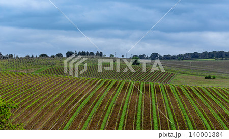 Vineyard landscape showcases rows of green grapevines under a cloudy sky 140001884
