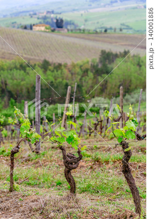 Vineyard landscape with fresh green grapevines in Tuscany Vineyard landscape with fresh green grapevines in Tuscany 140001886