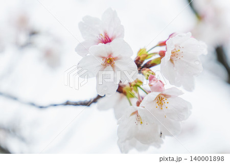 春の雨に濡れた白い桜の花03 春の雨に濡れた白い桜の花03 140001898