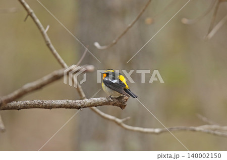 キビタキ 黄鶲 Ficedula narcissina 北海道の野鳥 キビタキ 黄鶲 Ficedula narcissina 北海道の野鳥 140002150