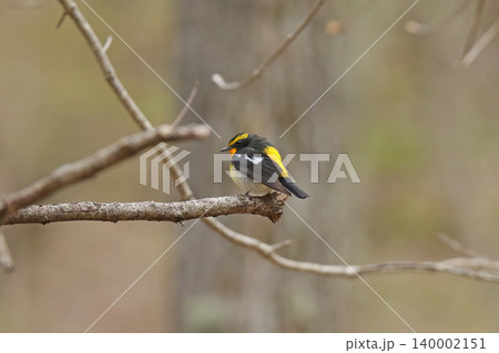 キビタキ 黄鶲 Ficedula narcissina 北海道の野鳥 キビタキ 黄鶲 Ficedula narcissina 北海道の野鳥 140002151