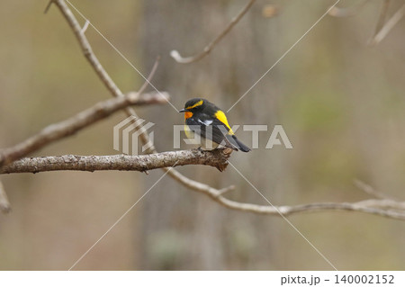 キビタキ 黄鶲 Ficedula narcissina 北海道の野鳥 キビタキ 黄鶲 Ficedula narcissina 北海道の野鳥 140002152
