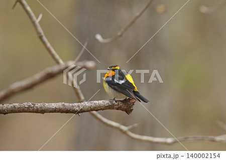 キビタキ　黄鶲　Ficedula narcissina　北海道の野鳥 140002154