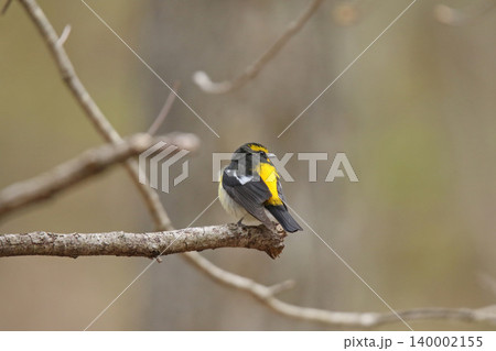 キビタキ　黄鶲　Ficedula narcissina　北海道の野鳥 140002155
