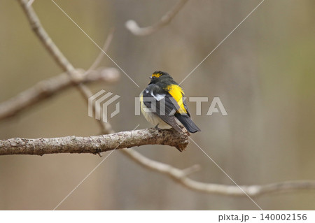 キビタキ　黄鶲　Ficedula narcissina　北海道の野鳥 140002156