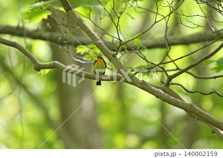 キビタキ 黄鶲 Ficedula narcissina 北海道の野鳥 キビタキ 黄鶲 Ficedula narcissina 北海道の野鳥 140002159
